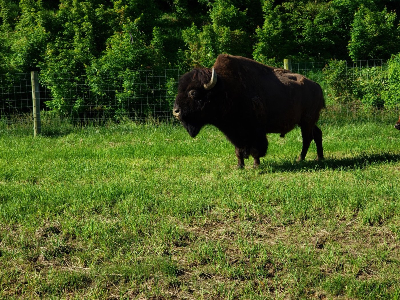 A LouAg Farms bison bull on the pasture