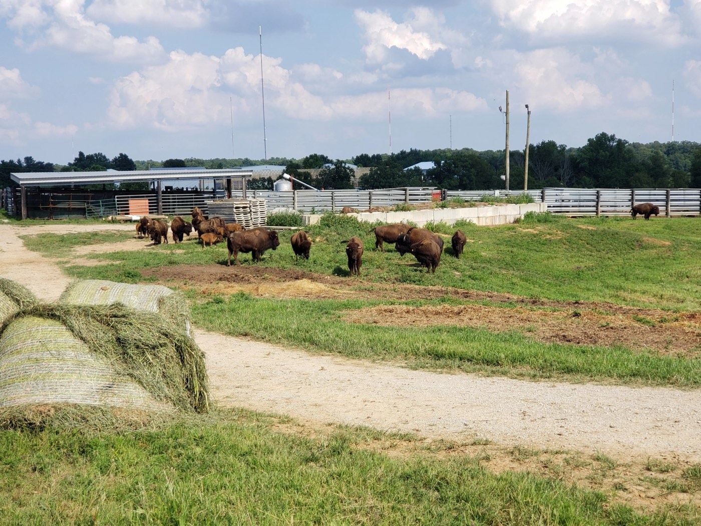 The LouAg Farms bison herd by the barn
