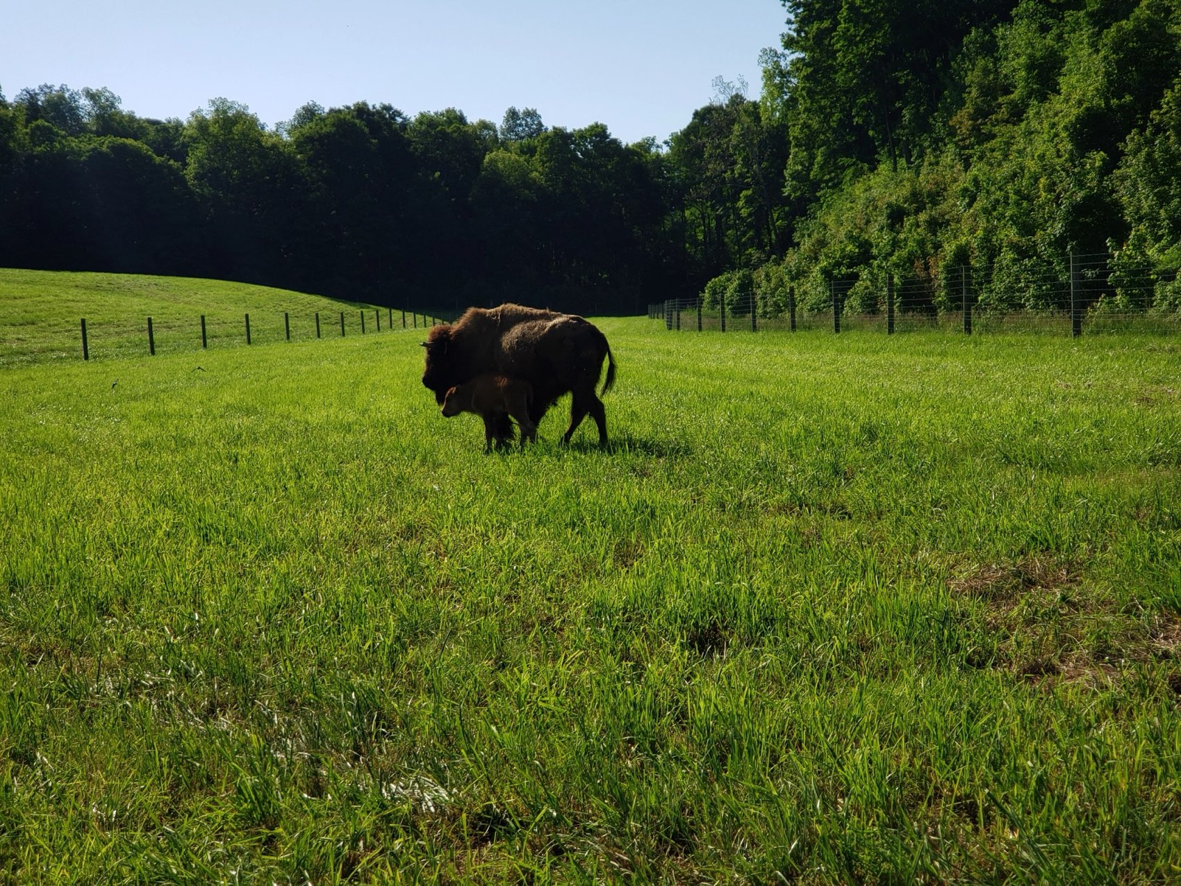 Bison grazing on the green pasture at LouAg Farms in Floyds Knobs, Indiana