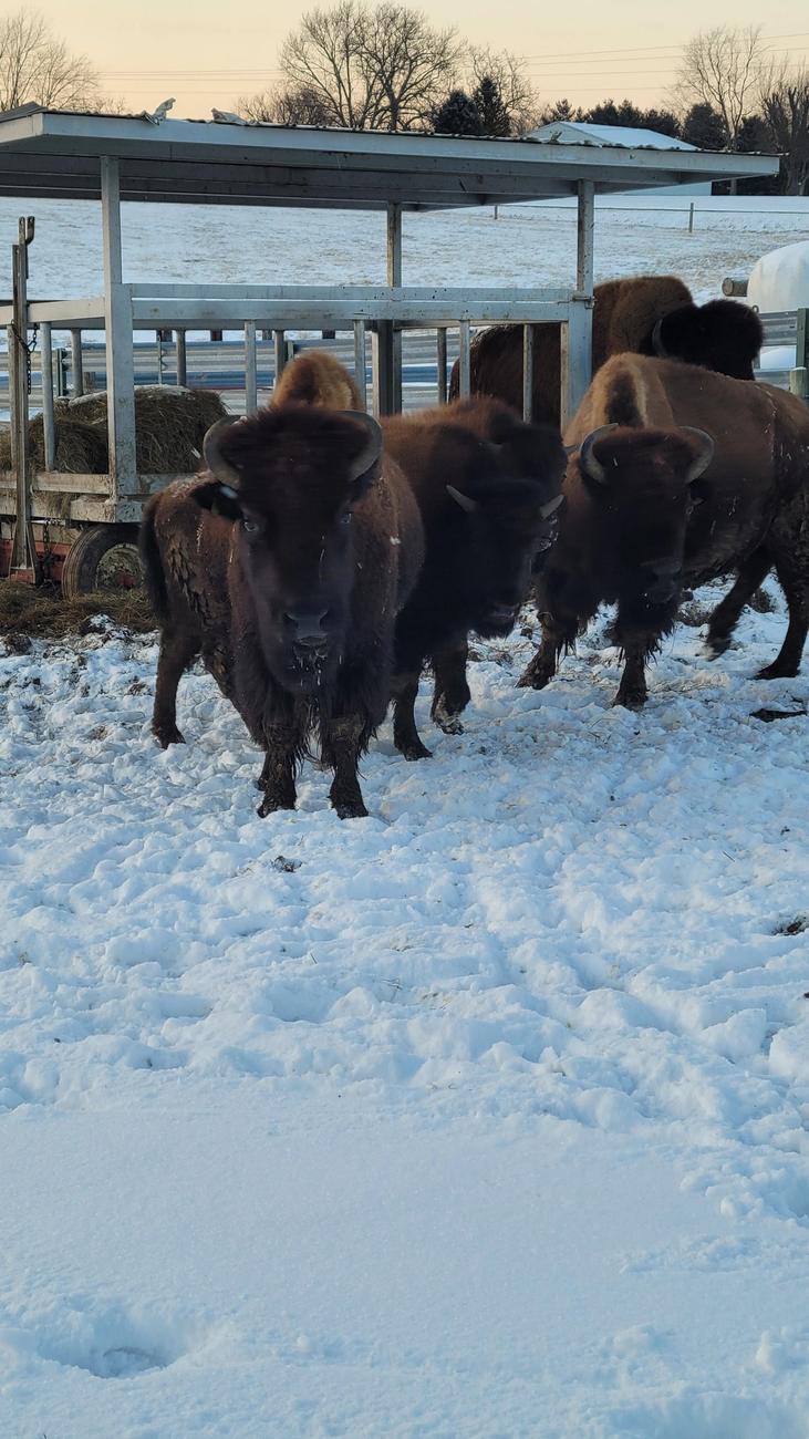 LouAg Farms bison in the snow at golden hour